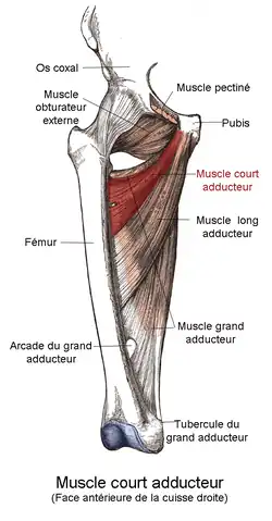 Мышцы нижней конечности. Описываемая мышца выделена красным