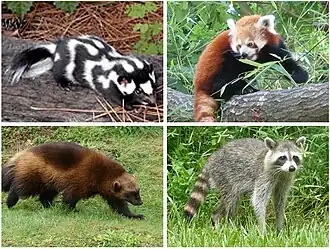 1 ряд — пятнистый скунс, красная панда 
2 ряд — росомаха, енот-полоскун