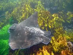 Австралийский орляк