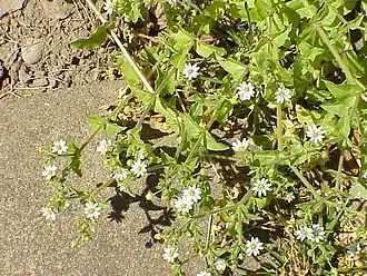 Общий вид группы цветущих растений