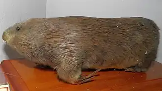 Маньчжурский цокор