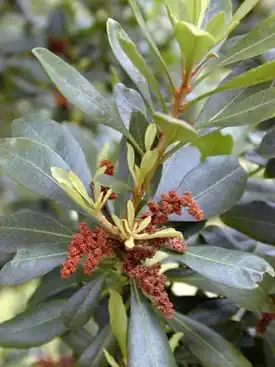 Восковница (Myrica faya)