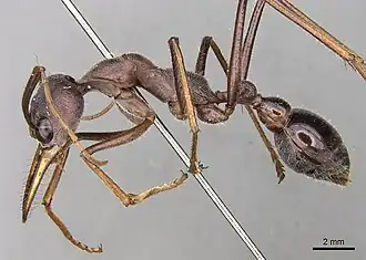 Муравьи M. forceps (Сидней, Австралия)