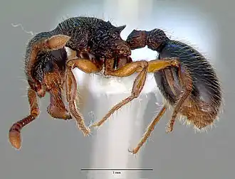 Муравей Myrmecina graminicola