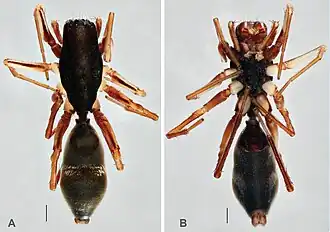 Grismadox mazaxoides