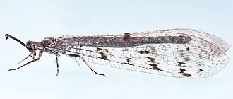 Имаго европейского муравьиного льва