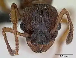 Голова самки