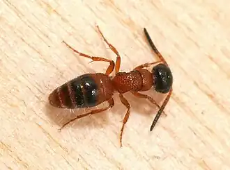 Оса Myrmosa atra, самка