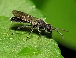 Myrmosa unicolor, самец