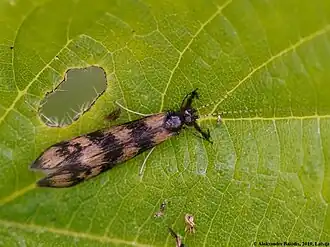 Mystacides lingicornis