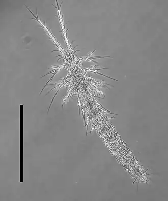 Ctenocheilocaris galvarini