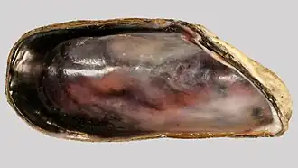 Створка, вид с внутренней стороны