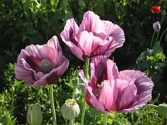 Papaver somniferum L. — Мак снотворный — типовой вид рода Мак