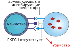 Естественные киллеры26 апреля 2020