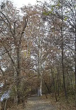 Три платана в парке Фалдзинского