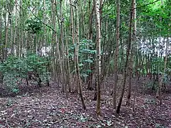 Молодая кленовая роща.