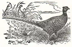 Изображение (недоступная ссылка) обыкновенного фазана зеравшанского