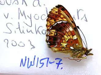 Перламутровка ангарская