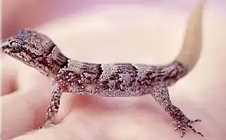 Змеиноостровной геккон (Nactus serpensinsula durrellorum)