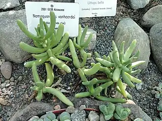 Namaquanthus vanheerdei