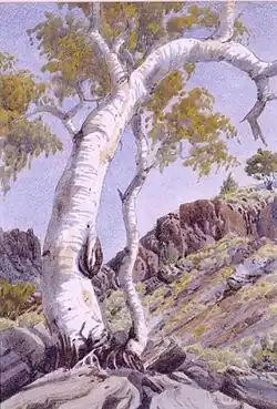 Эвкалипт-призрак, Центральная Австралия (ок. 1945). Национальная галерея Виктории, Мельбурн