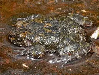 Мраморная лягушка