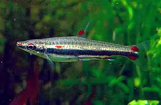 Nannostomus harrisoni