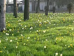 Поляна с нарциссами