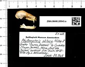 Череп самца