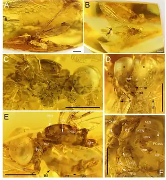 Голотип Nebesna sotnia в балтийском янтаре