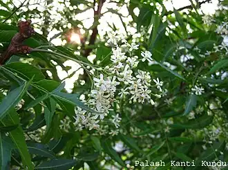 Азадирахта индийская