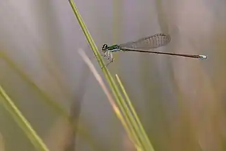 Нехаленния красивая (Nehalennia speciosa), самец