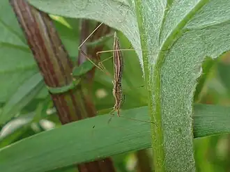 Клопик комаровидный (Neides tipularius)
