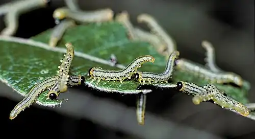 Свободноживущие личинки Euura pavida