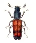 Nemozoma elongatum