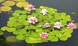 Группа розовых водяных лилий с зелеными листьями, плавающих на поверхности спокойной воды.