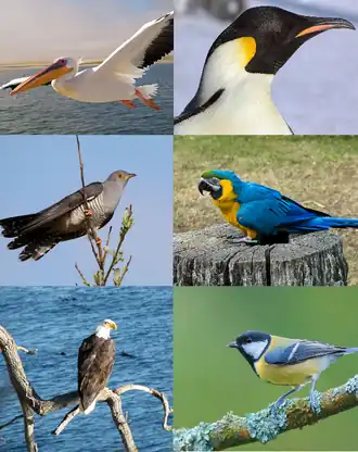 Левый столбец: розовый пеликан, обыкновенная кукушка, Белоголовый орлан;  Правый столбец: императорский пингвин, сине-жёлтый ара, большая синица.