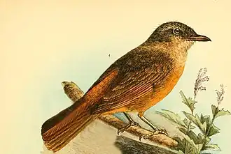 Краснохвостая дроздовая горихвостка (Neocossyphus rufus) Иллюстрация из книги Die Vögel Afrikas