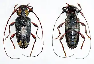 Жук Neoeutrypanus nobilis