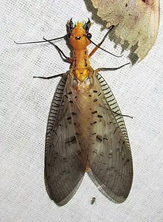 Neoneuromus sikkimmensis