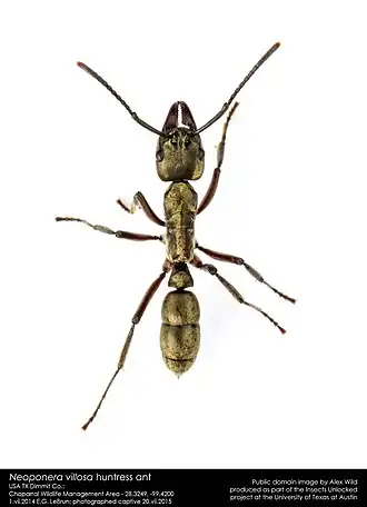 Муравей Neoponera villosa