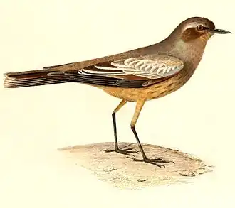 Белоплечая гевара (Neoxolmis rufiventris)