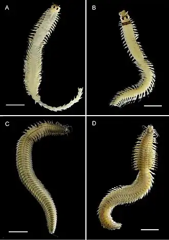 A-B- Ceratonereis singularis australis (самец и самка), C-D- Composetia marmorata. Шкала: 1 мм.