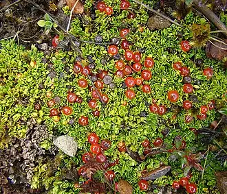 Нертера гренадская