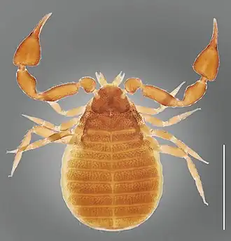 Nesocheiridium onevai