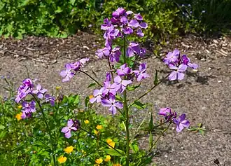 Вечерница ночная фиалка (Hesperis matronalis)