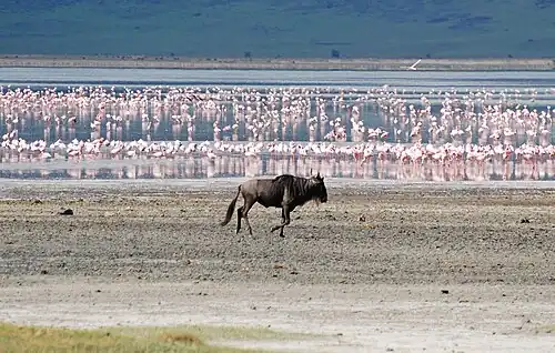 Голубой гну