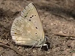 Lysandra albicans, самец.