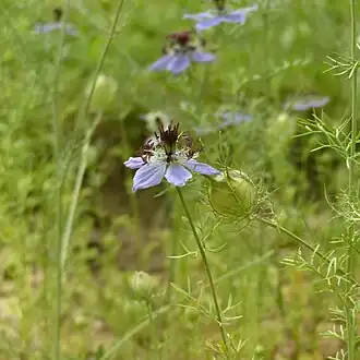 Nigella hispanica var. hispanica
