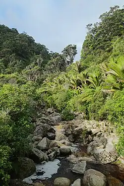 Пальмы никау на побережье парка